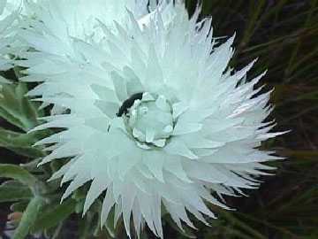 Syncarpha vestita cape snow seeds