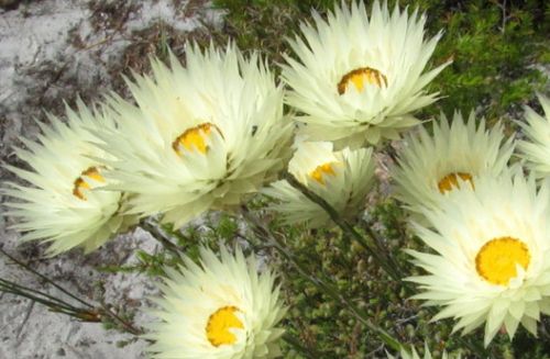 Syncarpha virgata Everlasting seeds