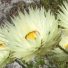 Syncarpha virgata