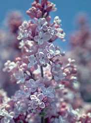 Syringa oblata Early Lilac seeds