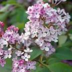 Syringa oblata Lilas de Giraldi graines