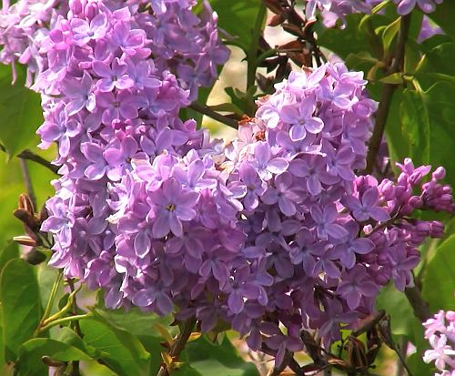 Syringa vulgaris Common Lilac seeds