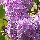 Syringa vulgaris  semi