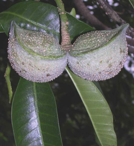 Tabernaemontana elegans Toad tree seeds