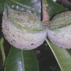 Tabernaemontana elegans Zierlicher Kr?tenbaum Samen