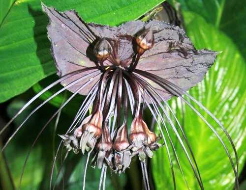 Tacca Chantrieri Black black bat flower seeds