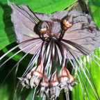 Tacca Chantrieri Black Pipistrello semi