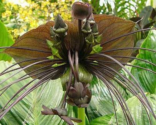 Tacca Chantrieri Green Isle green bat flower seeds