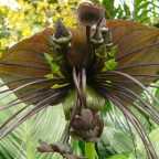 Tacca Chantrieri Green Isle flor del bate semillas