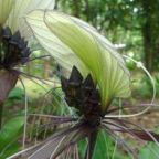 Tacca integrifolia Plante Chauve-souris graines