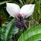 Tacca nivea flor del bate blanco semillas