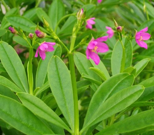 Talinum paniculatum Jewels of Opar seeds