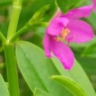 Talinum paniculatum  semi