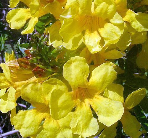 Tecoma stans yellow trumpet tree seeds