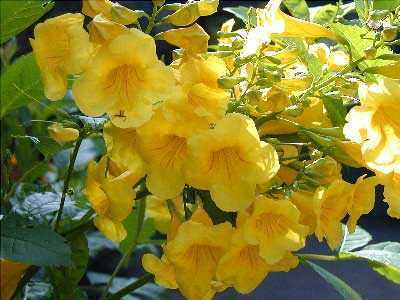 Tecoma stans yellow trumpet tree seeds