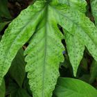 Tectaria heracleifolia syn: Aspidium heracleifolium graines