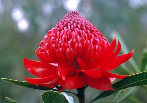 Telopea speciosissima Waratah seeds