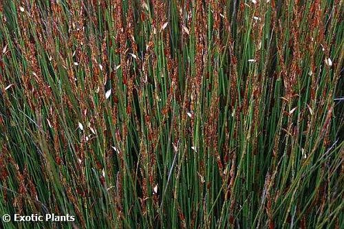 Thamnochortus cinereus silver reed seeds