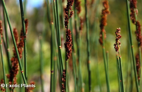 Thamnochortus cinereus silver reed seeds