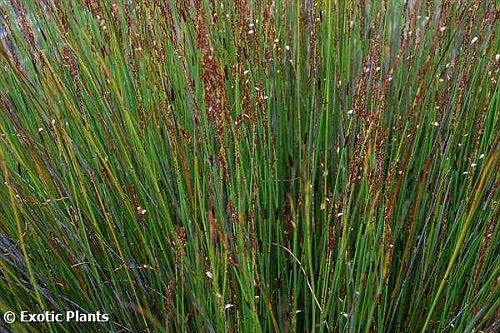 Sementes de Thamnochortus fraternus Restio