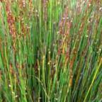 Thamnochortus fraternus Thamnochortus Samen