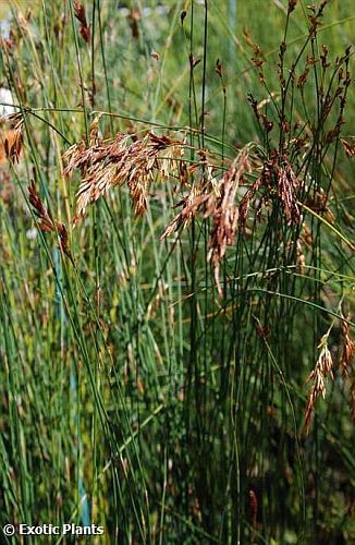 Thamnochortus insignis Thatching reed seeds