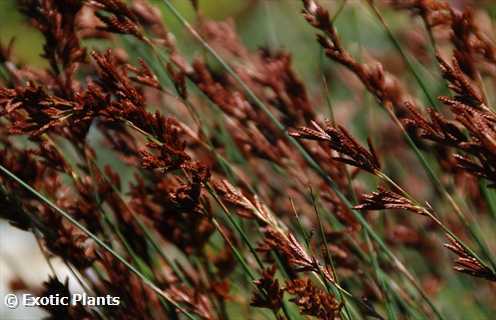 Thamnochortus insignis Thatching reed seeds