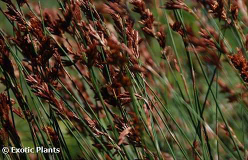 Thamnochortus insignis Thatching reed seeds