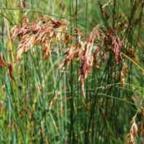 Thamnochortus insignis Thamnochortus Samen