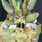 Thecopus secunda orchid?e graines