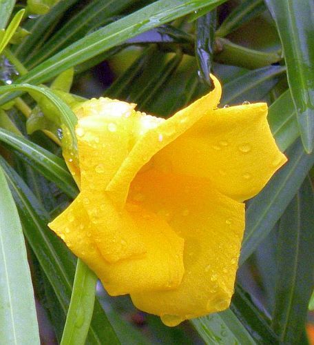 Thevetia neriifolia yellow Oleander, synonym: Thevetia peruviana seeds