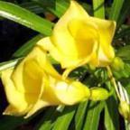 Thevetia neriifolia ﻿Теветия олеандролистная, желтый олеандр cемян