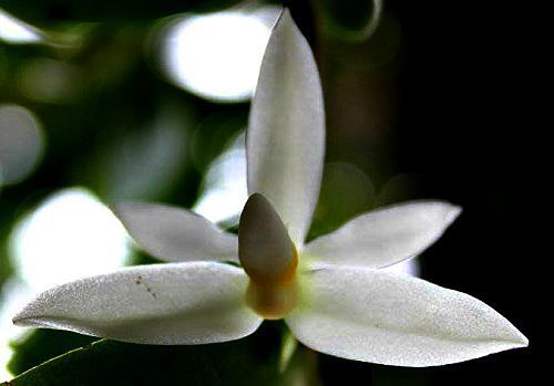 Thrixspermum calceolus orchids seeds