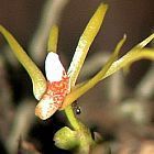 Thrixspermum centipeda orchidea semi