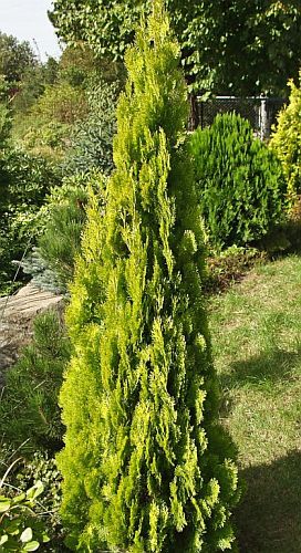 Thuja orientalis Chinese Arborvitae seeds