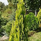 Thuja orientalis  semillas