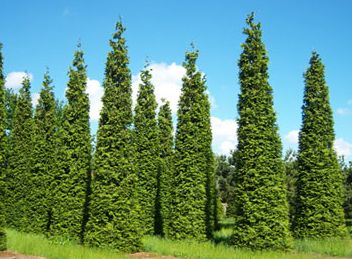 Thuja plicata Western Red Cedar seeds