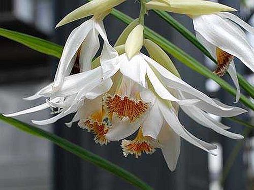 Thunia alba orchids seeds