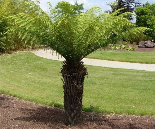 Thyrsopteris elegans Tree fern seeds