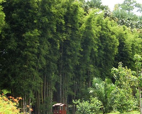 Thyrsostachys oliveri Mid-size bamboo seeds