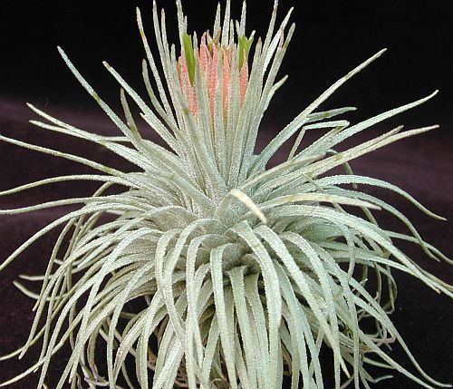 Tillandsia atroviridipetala Bromeliaceae seeds