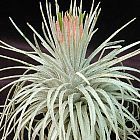 Tillandsia atroviridipetala