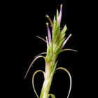 Tillandsia belloensis Bromeliaceae  Samen