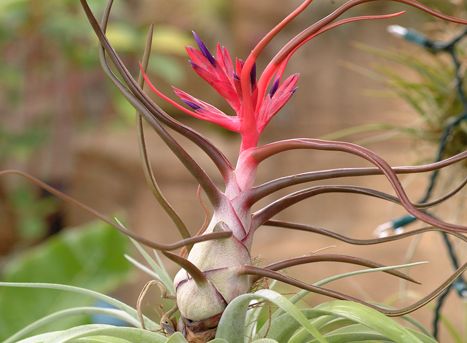 Tillandsia bulbosa Air Plant seeds