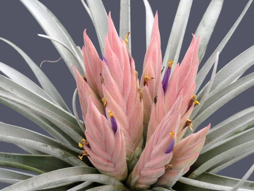 Tillandsia carlsoniae Bromeliaceae seeds