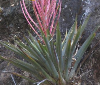 Tillandsia catarinensis Bromeliaceae seeds