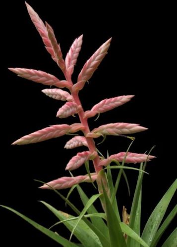 Tillandsia cretacea Air Plant seeds