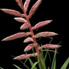 Tillandsia cretacea