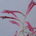 Tillandsia gymnobotrya Tillandsia - Bromelien Samen