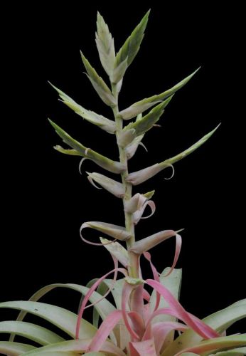 Tillandsia hintoniana Air plant seeds